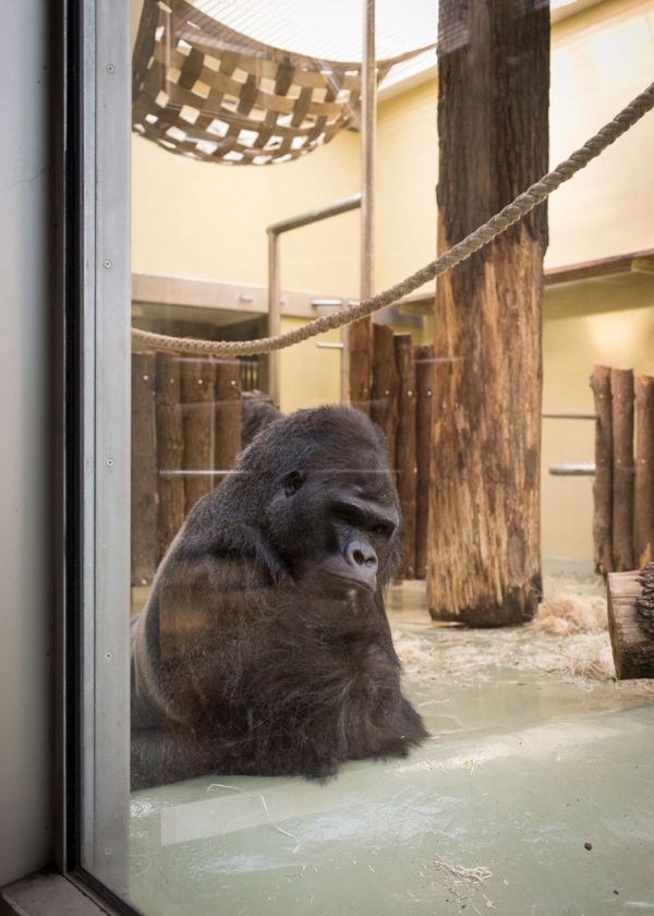 The Most Depressing Zoo Animals Ever (16 pics)