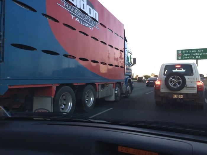Dog Lives In Truck (3 pics)