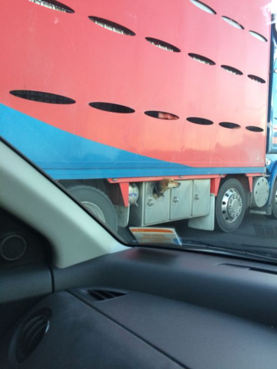 Dog Lives In Truck (3 pics)