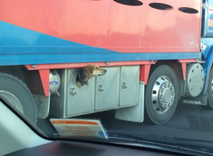 Dog Lives In Truck (3 pics)