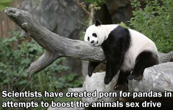 Facts You Didn't Know About The Adult Film Industry (24 pics)