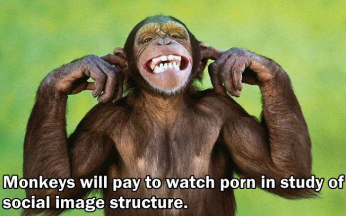 Facts You Didn't Know About The Adult Film Industry (24 pics)