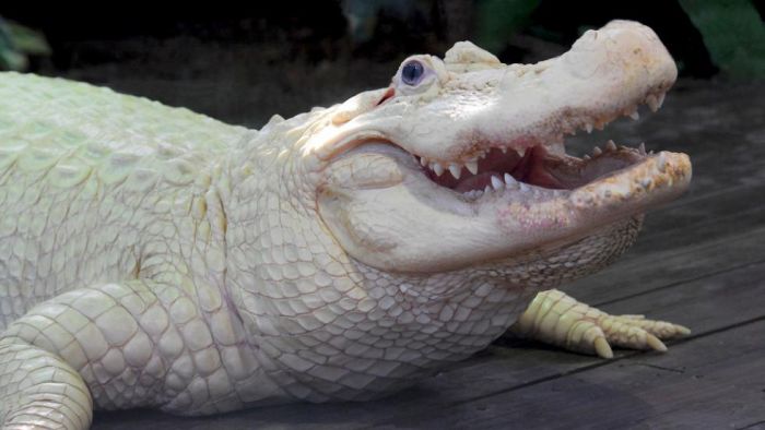 These Mutant Animals Are The Wrong Color (39 pics)