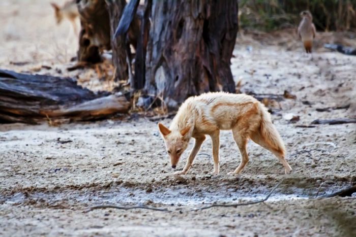 These Mutant Animals Are The Wrong Color (39 pics)