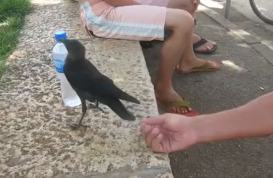 Smart Crow Asks People To Give Her Some Water