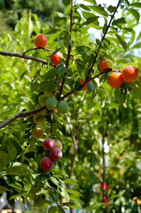 This Tree Can Produce 40 Different Kinds Of Fruits (8 pics)