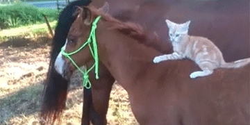 Acid Gifdump, August 01, 2014 (25 gifs)