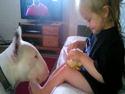 Scary Way To Feed A Bull Terrier