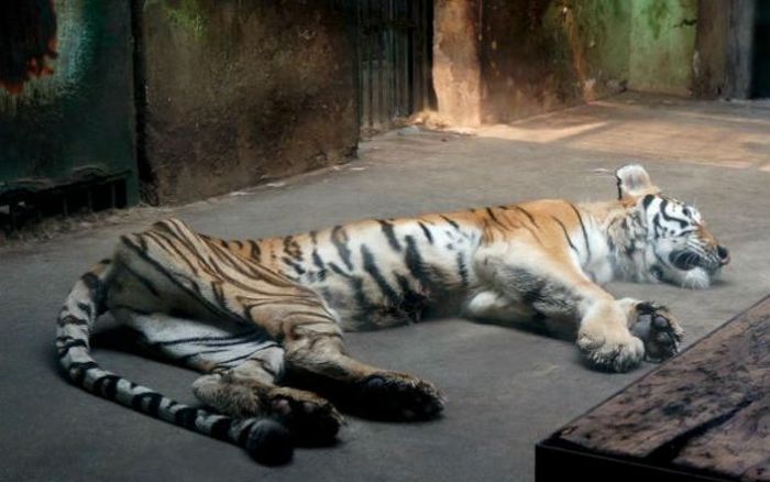 Ridiculously Thin Tiger (4 pics)