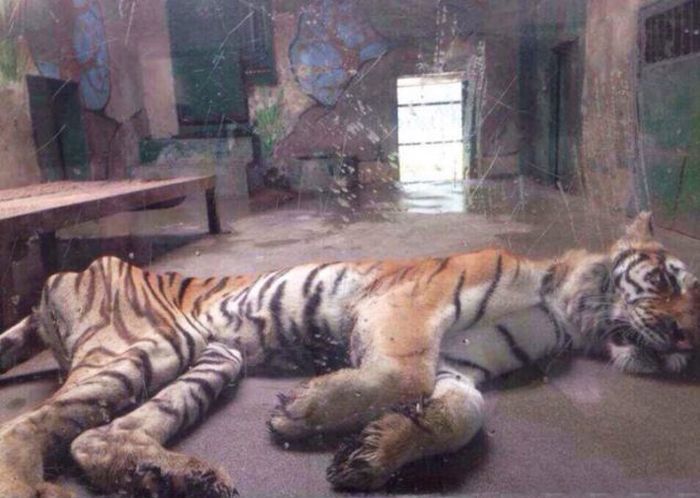 Ridiculously Thin Tiger (4 pics)