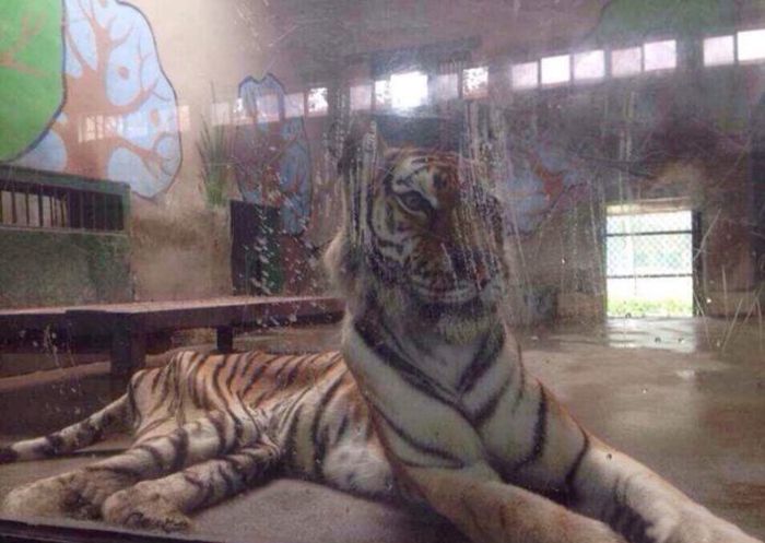 Ridiculously Thin Tiger (4 pics)