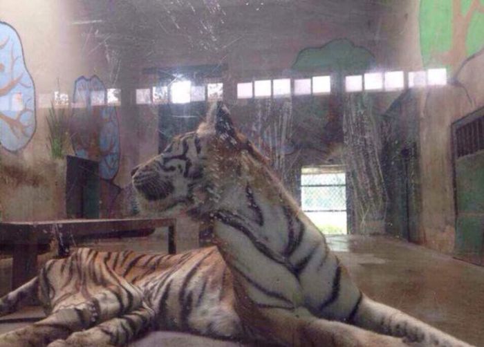 Ridiculously Thin Tiger (4 pics)