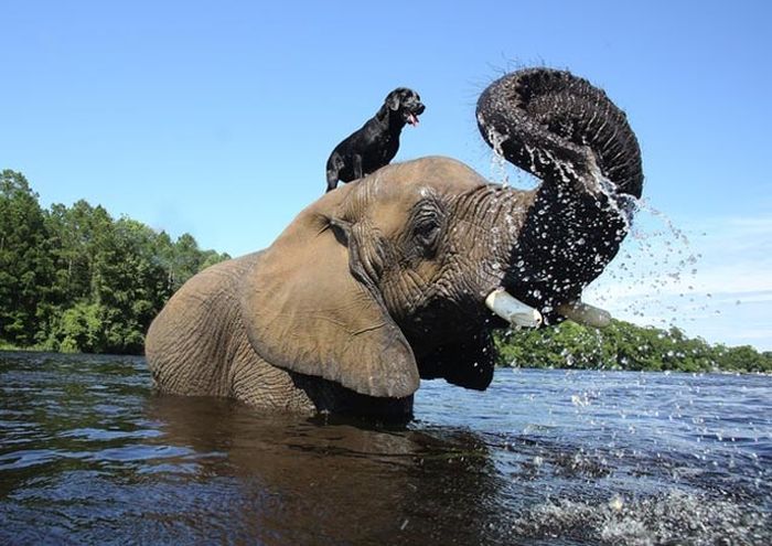 This Elephant and Dog Are Best Friends Forever (10 pics)