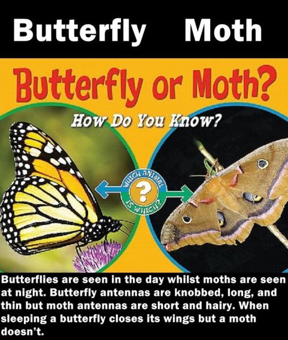 Things That Seem the Same but Are Entirely Different (20 pics)