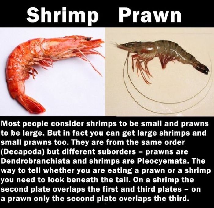 Things That Seem the Same but Are Entirely Different (20 pics)