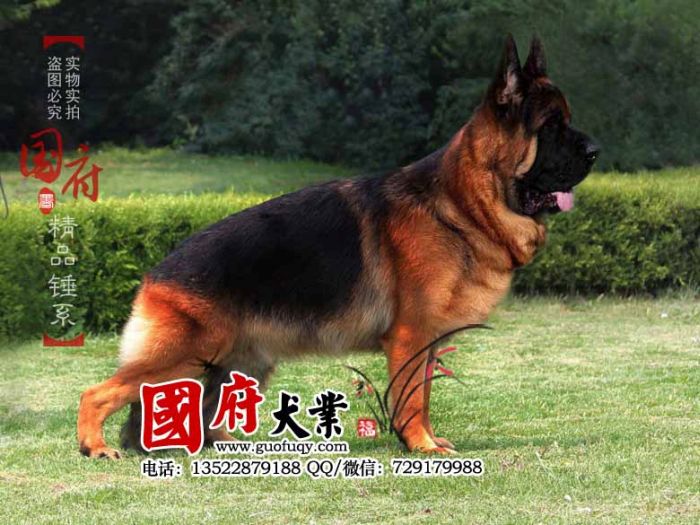 Giant Chinese German Shepherd (12 pics)