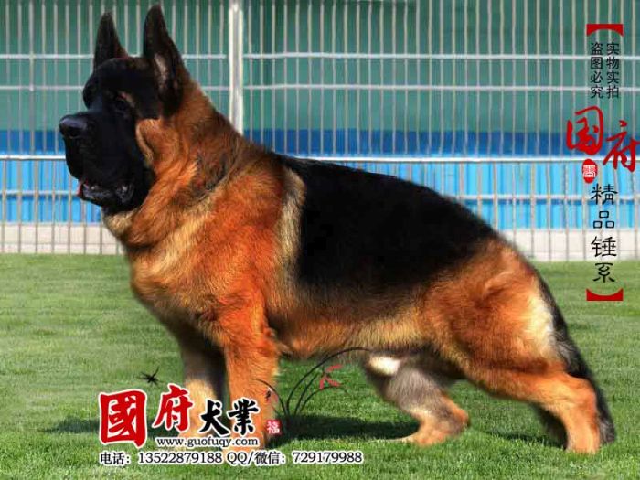 Giant Chinese German Shepherd (12 pics)