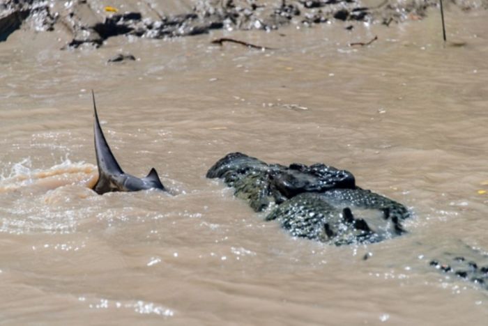 A Crocodile vs a Shark (5 pics)