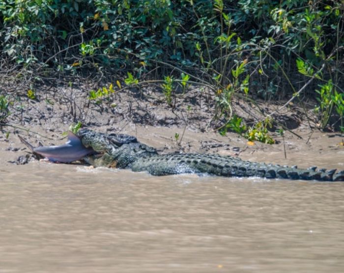 A Crocodile vs a Shark (5 pics)