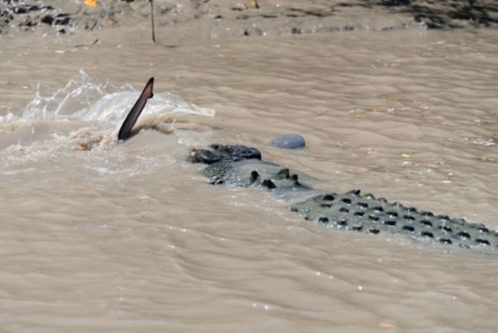 A Crocodile vs a Shark (5 pics)