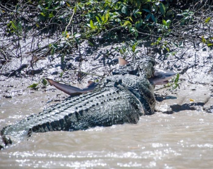 A Crocodile vs a Shark (5 pics)