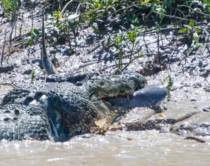 A Crocodile vs a Shark (5 pics)