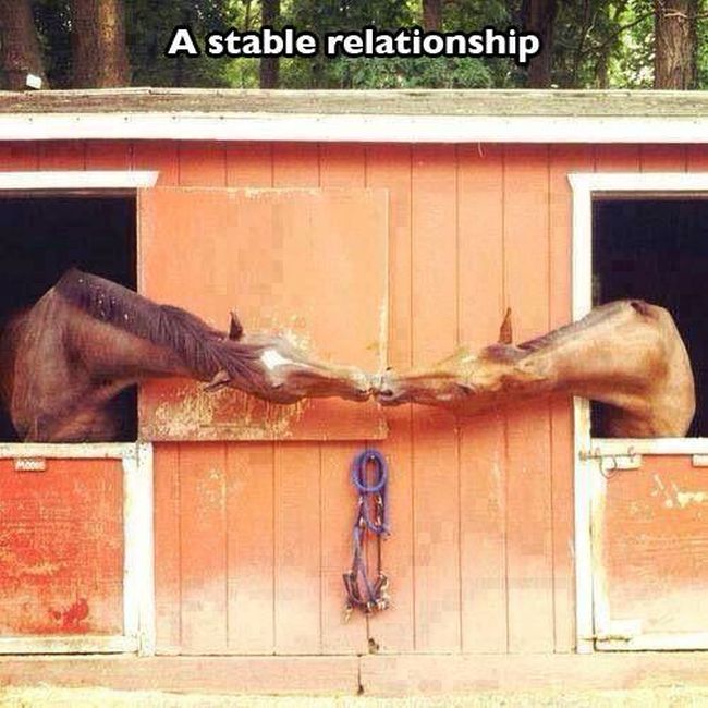 Puns That Are Just Plain Perfect (55 pics)