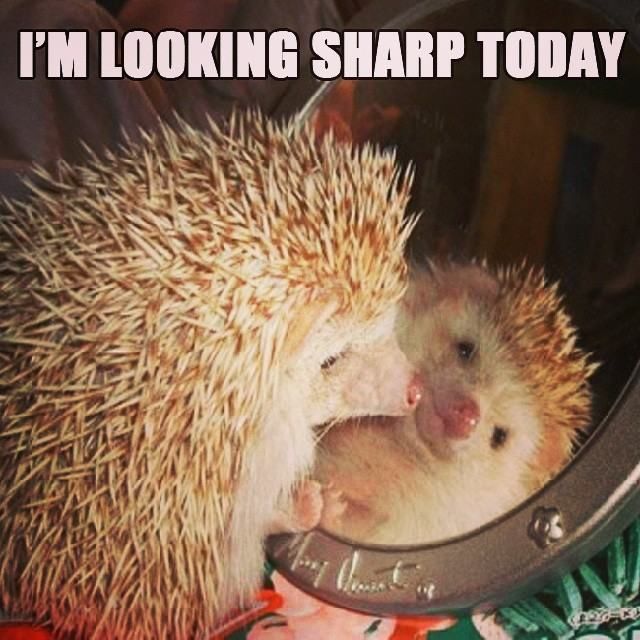 Puns That Are Just Plain Perfect (55 pics)