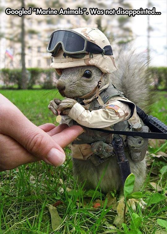 Puns That Are Just Plain Perfect (55 pics)