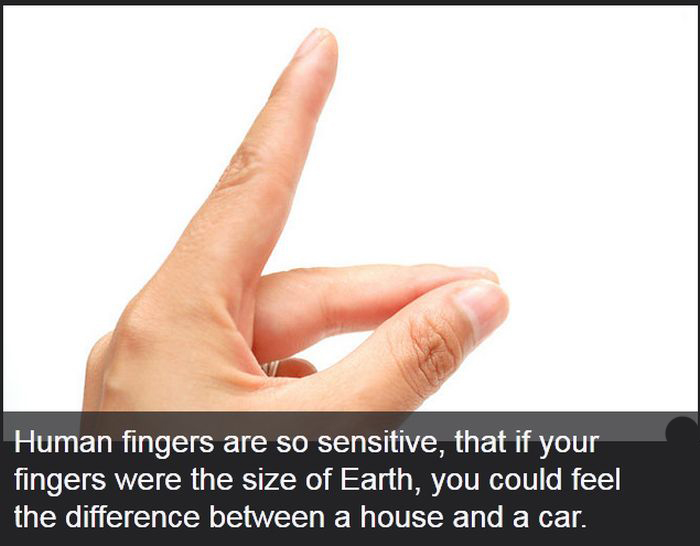 Human fingers