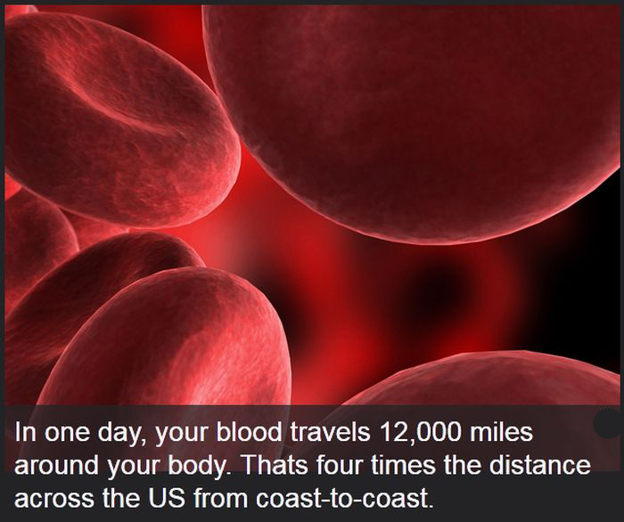 Facts You Didn't Know About The Human Body (19 pics)