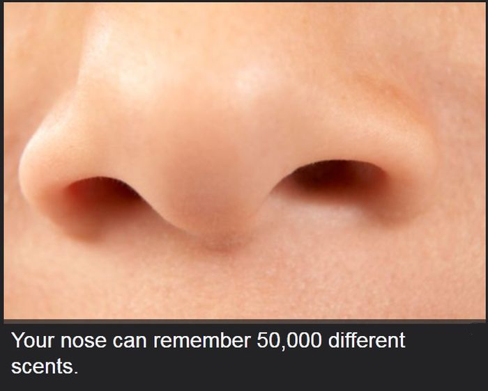 Facts You Didn't Know About The Human Body (19 pics)