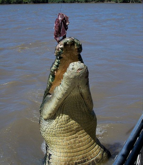 Meet Brutus The Giant Croc (7 pics)