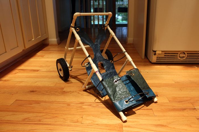 Disabled Dog Gets A Second Chance (11 pics)