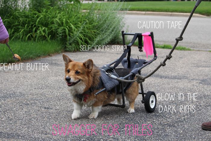 Disabled Dog Gets A Second Chance (11 pics)