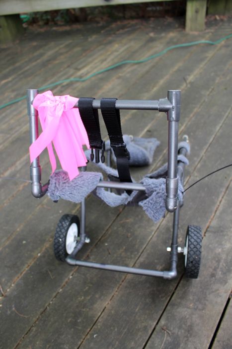 Disabled Dog Gets A Second Chance (11 pics)