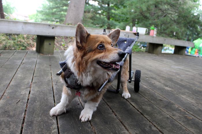 Disabled Dog Gets A Second Chance (11 pics)