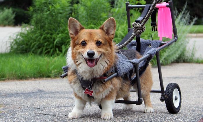 Disabled Dog Gets A Second Chance (11 pics)