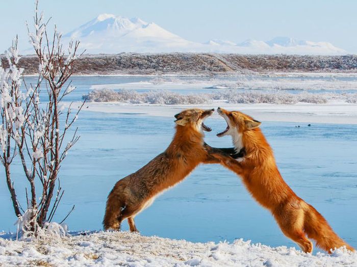 Perfectly Timed Wildlife Photos (48 pics)