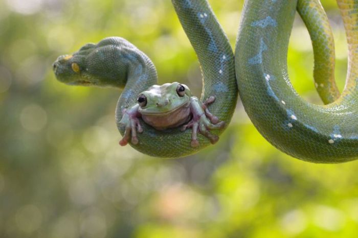 When A Frog And Snake Become Friends (7 pics)