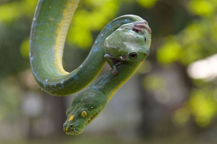 When A Frog And Snake Become Friends (7 pics)