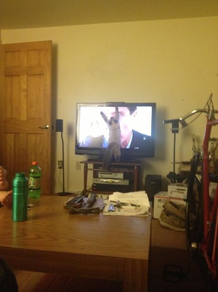 Acid Picdump (139 pics)