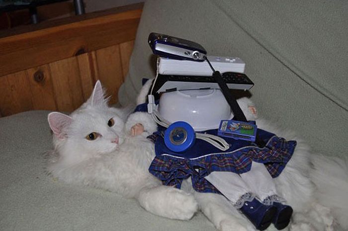 These Cats Could Really Care Less (23 pics)