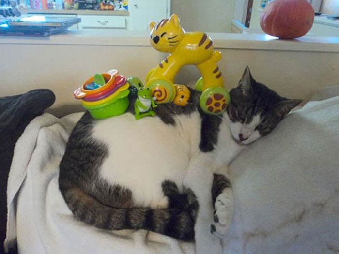 These Cats Could Really Care Less (23 pics)