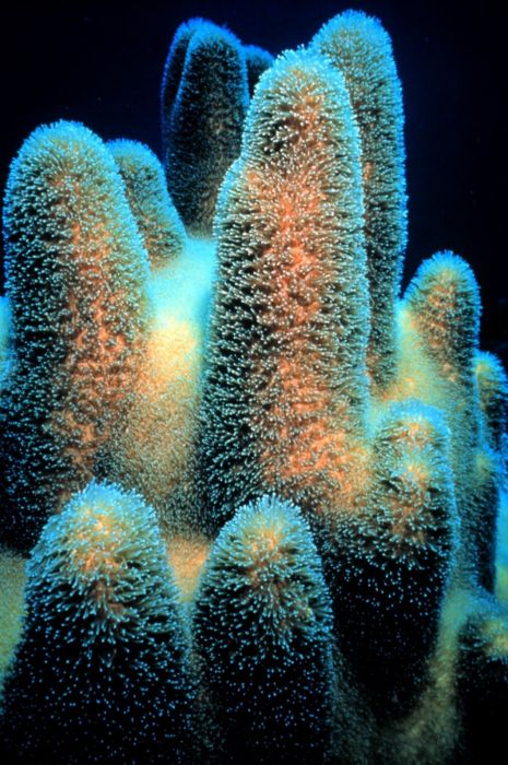 Amazing Pictures Of Beautiful Coral Reefs (39 pics)