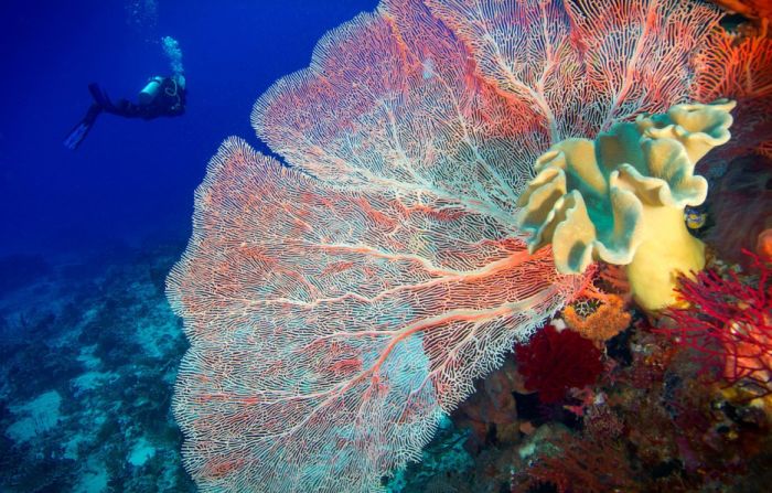 Amazing Pictures Of Beautiful Coral Reefs (39 pics)