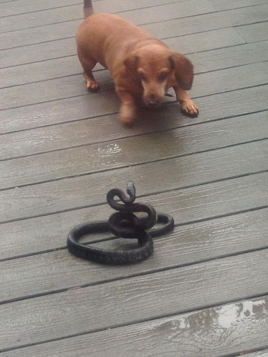 Dogs Play Tug Of War With A Snake (2 pics)