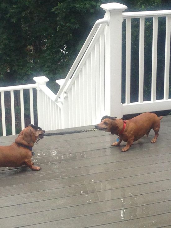 Dogs Play Tug Of War With A Snake (2 pics)