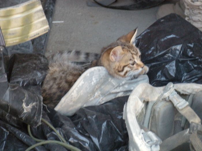 The Life Of Soldiers In Iraq and Afghanistan (101 pics)