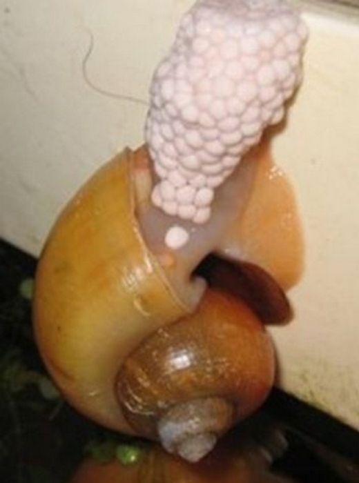 Snail Eggs Are A Delicacy (8 pics)